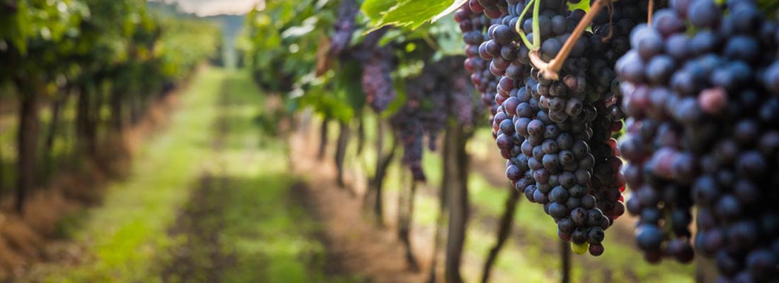 Secteur viti-vinicole : nos réponses à vos enjeux