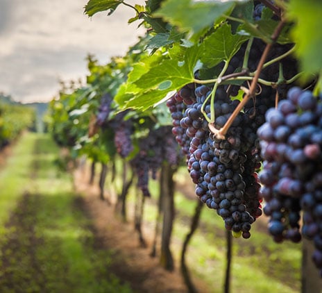 Secteur viti-vinicole : nos réponses à vos enjeux