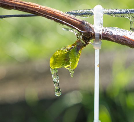 Aléa climatique, production de vin et fiscalité internationale